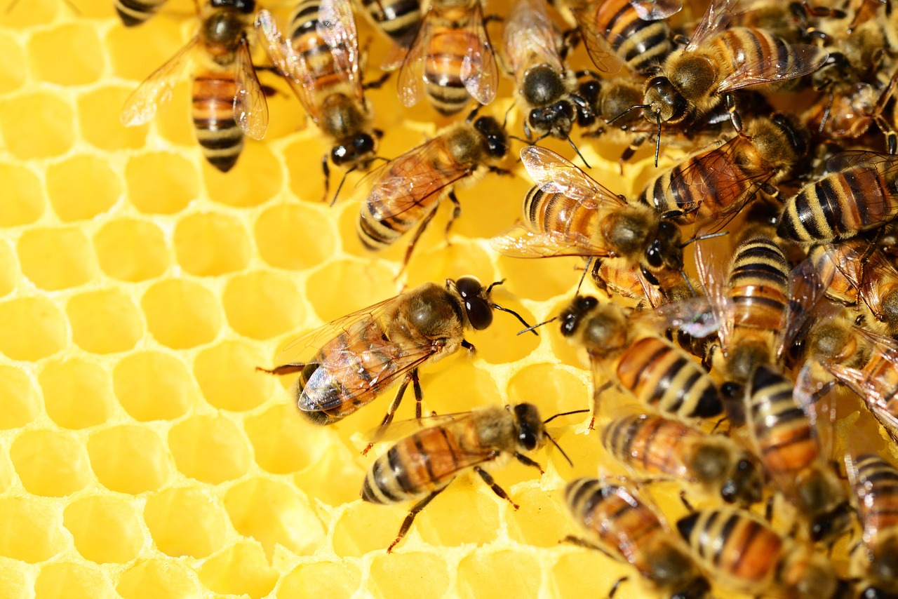 Le monde des abeilles