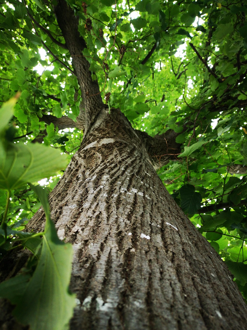 Magie de la forêt